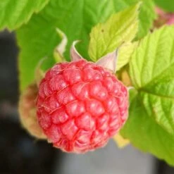 Award Winning Raspberry Canes | Growers' Choice 11 Award Winning Raspberry Canes | Growers' Choice -Greenzy Sales Store FRU0042 4 fd6c3fad c93c 4ecb 93dd e68bf38f400a