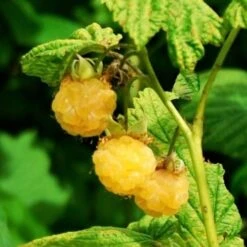 All Gold Raspberry Plants -Greenzy Sales Store FRU0044 2 540x 8d3cb59b 8326 4192 996d 35f1b0521248