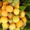 All Gold Raspberry Plants 16 All Gold Raspberry Plants -Greenzy Sales Store FRU0044 3