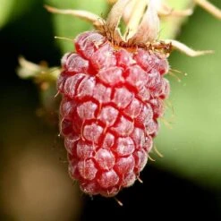 Thornless Loganberry Plant -Greenzy Sales Store FRU0051 1