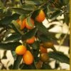 Kumquat Tree | Grafted Mini-Stem -Greenzy Sales Store FRU0055 1