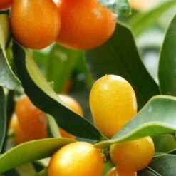 Kumquat Tree | Grafted Mini-Stem -Greenzy Sales Store FRU0055 2