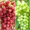 Seedless Outdoor Grape Collection -Greenzy Sales Store FRU0065 1