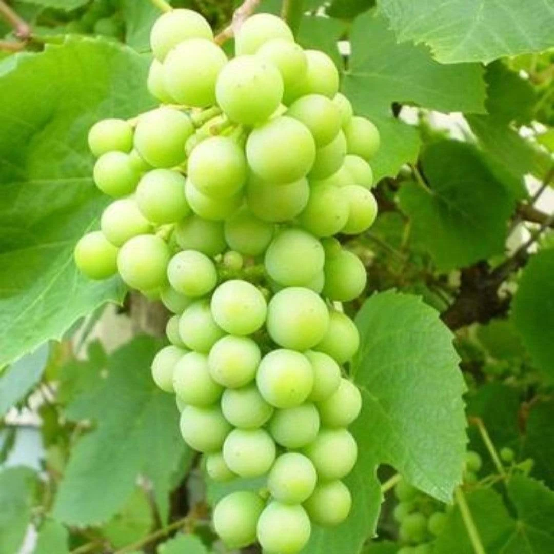 'Phoenix' Outdoor Grape Vine 2 'Phoenix' Outdoor Grape Vine - Image 2