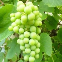Seedless Outdoor Grape Collection -Greenzy Sales Store FRU0066 2 6a364299 bd81 426d b0f0 35c995d96990