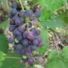 'Muscat Blue' Grape Vine -Greenzy Sales Store FRU0068 1