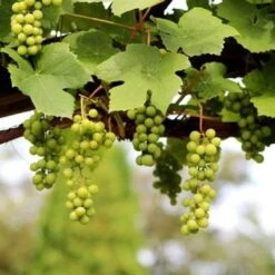 'Lakemont' Seedless Outdoor Grape Vine -Greenzy Sales Store FRU0069 2