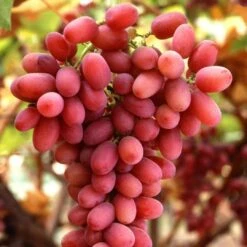 Seedless Outdoor Grape Collection -Greenzy Sales Store FRU0070 1 c32b8699 ae0e 4165 8257 4d61cf0ef37e