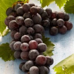 'Boskoop Glory' Seedless Outdoor Grape Vine 8 'Boskoop Glory' Seedless Outdoor Grape Vine -Greenzy Sales Store FRU0071 2