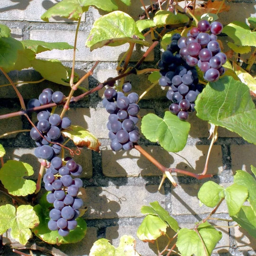 'Boskoop Glory' Seedless Outdoor Grape Vine 3 'Boskoop Glory' Seedless Outdoor Grape Vine - Image 3