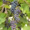 'Black Hamburgh' Indoor Grape Vine -Greenzy Sales Store FRU0073 4