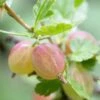 Invicta Gooseberry Bush -Greenzy Sales Store FRU0074 1