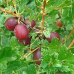 Hinnonmaki Red Gooseberry Bush -Greenzy Sales Store FRU0075 2