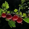 Hinnonmaki Red Gooseberry Bush -Greenzy Sales Store FRU0075 4