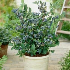 All Season Blueberry Plants Collection -Greenzy Sales Store FRU0083 2 08deb223 7e01 46d3 89b8 90aa57d4543b