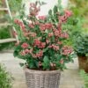 Pink Lemonade Blueberry Bush -Greenzy Sales Store FRU0085 2