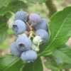 Patriot Blueberry Bush -Greenzy Sales Store FRU0086 1