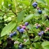 Goldtraube Blueberry Bush -Greenzy Sales Store FRU0088 1