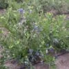 Duke Blueberry Bush