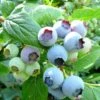Bluecrop Blueberry Bush -Greenzy Sales Store FRU0090 1