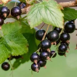 Ben Lomond Blackcurrant Bush -Greenzy Sales Store FRU0092 3