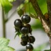 Ben Lomond Blackcurrant Bush -Greenzy Sales Store FRU0092 4