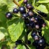 Ben Connan Blackcurrant Bush -Greenzy Sales Store FRU0093 3