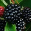 Waldo Blackberry Plants -Greenzy Sales Store FRU0094 1