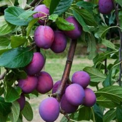 3 Super Easy To Grow Fruit Trees | Apple, Fig & Plum -Greenzy Sales Store FRU0106 6