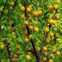 Oullins Golden Gage Plum Tree -Greenzy Sales Store FRU0112 1