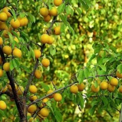 Oullins Golden Gage Plum Tree -Greenzy Sales Store FRU0112 2