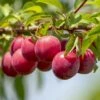 Opal Plum Tree -Greenzy Sales Store FRU0113 1