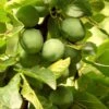 Old Greengage Plum Tree -Greenzy Sales Store FRU0117 4