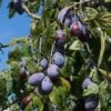 Merryweather Damson Tree -Greenzy Sales Store FRU0120 1