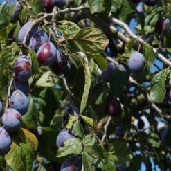 Merryweather Damson Tree -Greenzy Sales Store FRU0120 2