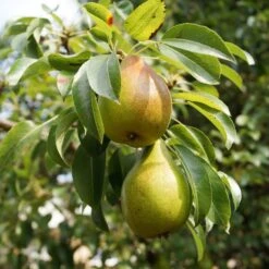 Williams Bon Chrétien Pear Tree -Greenzy Sales Store FRU0122 5