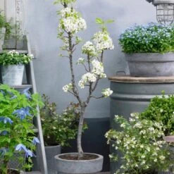 Doyenné Du Comice Pear Tree 9 Doyenné Du Comice Pear Tree -Greenzy Sales Store FRU0124 4