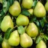 Doyenné Du Comice Pear Tree -Greenzy Sales Store FRU0124 5