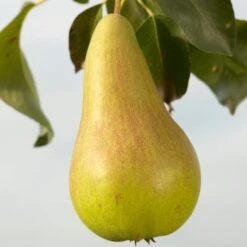 Concorde Pear Tree -Greenzy Sales Store FRU0130 1