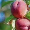 Red Haven Peach Tree -Greenzy Sales Store FRU0132 1