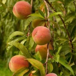 Peregrine Peach Tree