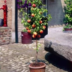 Avalon Pride Peach Tree -Greenzy Sales Store FRU0136 3