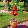 Madame Blanchet Patio Nectarine Tree -Greenzy Sales Store FRU0139 1