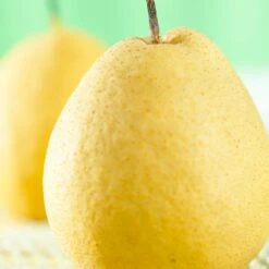 Kumoi' Asian Pear Tree | Nashi Pear -Greenzy Sales Store FRU0142 1