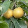 Kumoi' Asian Pear Tree | Nashi Pear -Greenzy Sales Store FRU0142 2