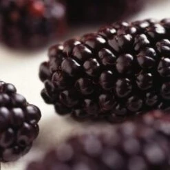 Repsime Mulberry Tree -Greenzy Sales Store FRU0143 2