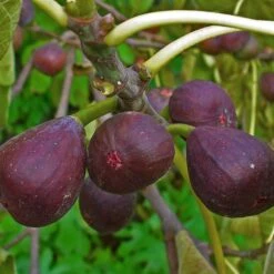 3 Super Easy To Grow Fruit Trees | Apple, Fig & Plum -Greenzy Sales Store FRU0148 1 a40cf121 4467 400e 880f 5610c172c7f5