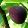 Osborne's Prolific Fig Tree -Greenzy Sales Store FRU0153 1