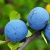 Farleigh Damson Tree -Greenzy Sales Store FRU0164 1