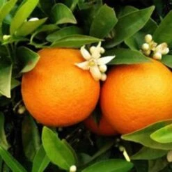 Seville Orange Tree 'Bigaradier' | Grafted Mini-Stem -Greenzy Sales Store FRU0168 3
